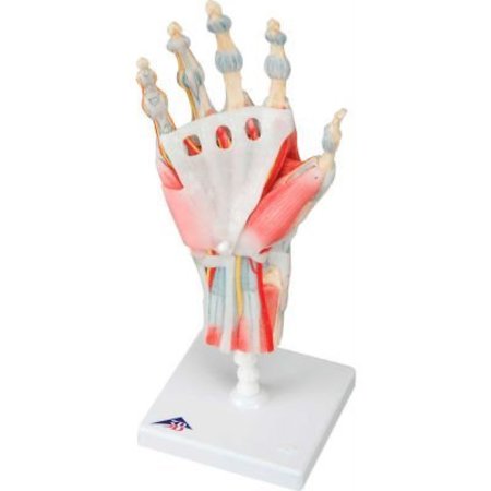 FABRICATION ENTERPRISES 3B® Anatomical Model - Hand Skeleton with Removable Ligaments & Muscles, 4-Part 958002